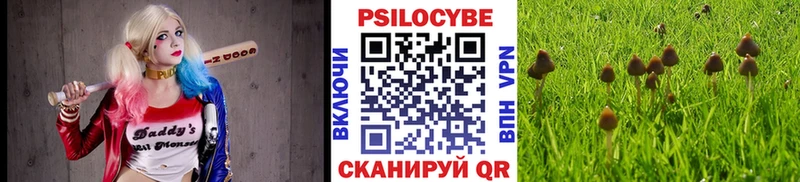 Псилоцибиновые грибы Psilocybe Власиха